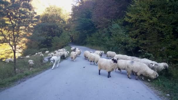 Pes Ovce Cestě Přes Rumunské Hory — Stock video