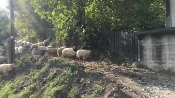 Passage Devant Troupeau Moutons Roumanie — Video