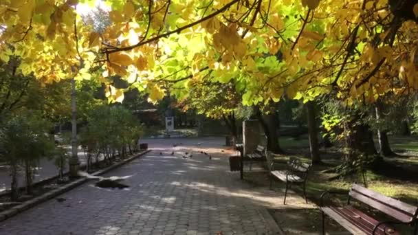 Gołębie Jesienią Parcul Central Vatra Dornei Rumunia — Wideo stockowe