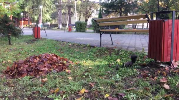 Ardilla Oculta Una Nuez Antes Del Invierno Parcul Central Vatra — Vídeos de Stock