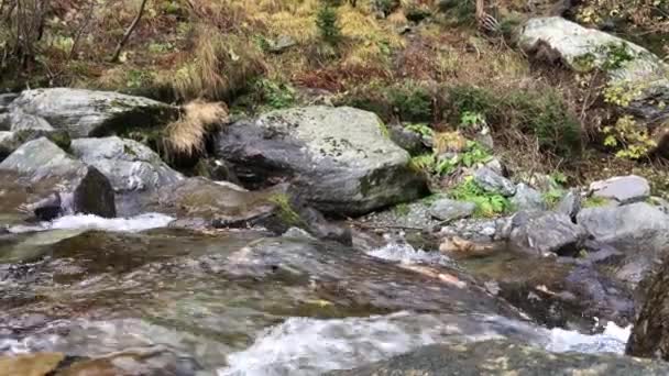 Flusso Acqua Dalla Cascata Capra Sui Monti Fagaras Romania — Video Stock