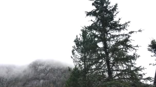 Walking Misty Low Tatras National Park Slovakia — Stock Video