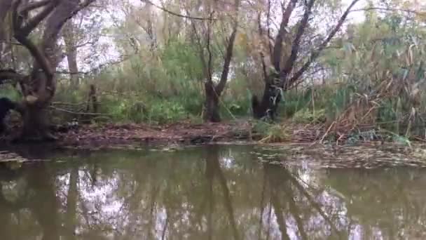 Odraz Stromu Malé Řece Deltě Dunaje Rumunsku — Stock video