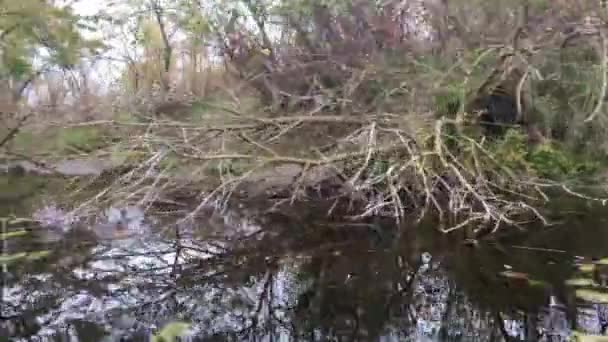 Réflexion sur un petit fleuve dans le delta du Danube en Roumanie 