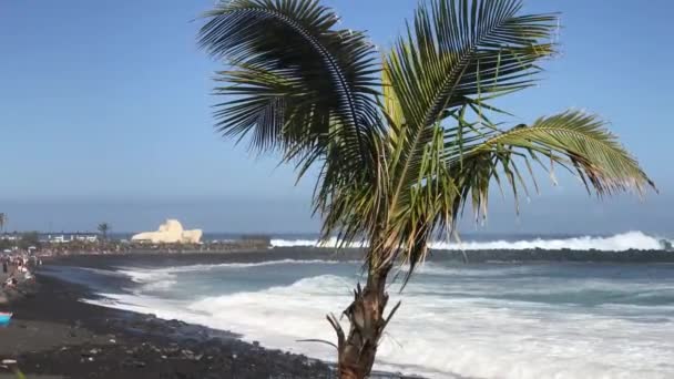 Palmier sur la plage de Puerto de la Cruz Ténérife îles Canaries 