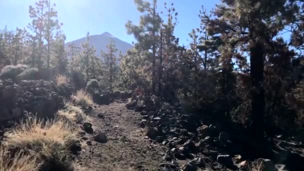 Procházka Národním Parkem Teide Kanárských Ostrovech Tenerife — Stock video