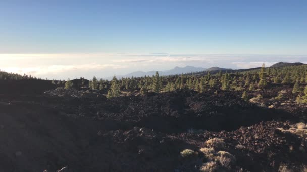 Paisagem Abetos Parque Nacional Teide Tenerife Ilhas Canárias — Vídeo de Stock