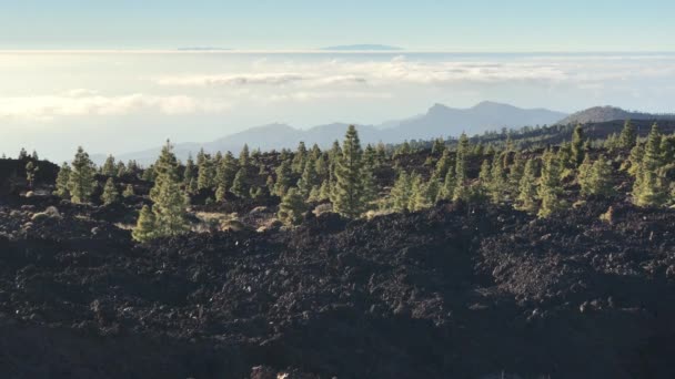 Paisagem Abetos Parque Nacional Teide Tenerife Ilhas Canárias — Vídeo de Stock
