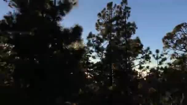 Soleil Brille Dans Forêt Parc National Teide Tenerife Aux Îles — Video