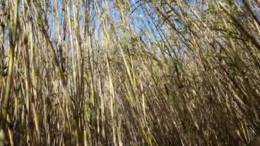Parc Natural del Delta de l 'Ebre İspanya' da Bambu