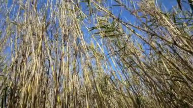 Parc Doğal Delta de l 'Ebre İspanya' daki Bambu Ormanı