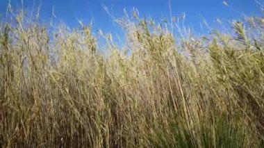 Reed in Parc Natural del Delta de l 'Ebre Spain