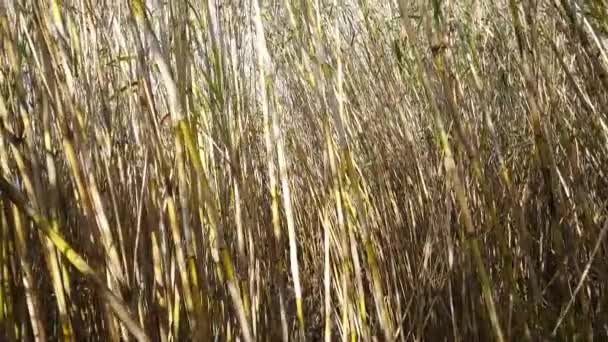 Tilt Bamboo Forest Parc Natural Del Delta Ebre Spain — стоковое видео