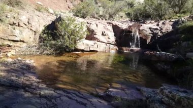 İspanya 'daki Serra d Espad doğal parkında kayaların arasında gri bir kertenkele.