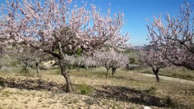 Sierra Calderona doğal parkında çiçek açan meyve ağaçlarından Pan İspanya