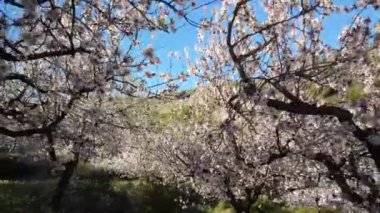 Sierra Calderona doğal parkında çiçek açan meyve ağaçları arasında yürürken İspanya
