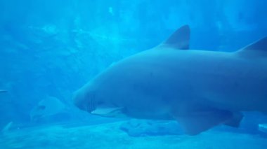 UShaka Deniz Dünyası 'nda büyük köpekbalığı. Güney Afrika Durban.