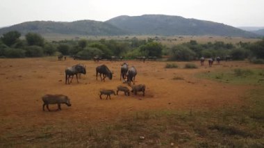 Güney Afrika 'daki Pilanesberg Ulusal Parkı' nda Yaban domuzu ve antiloplar
