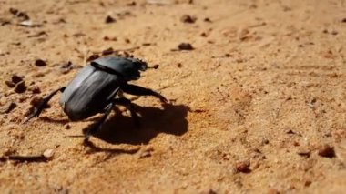 Pilanesberg Ulusal Parkı 'ndaki Gübre Böceği Güney Afrika
