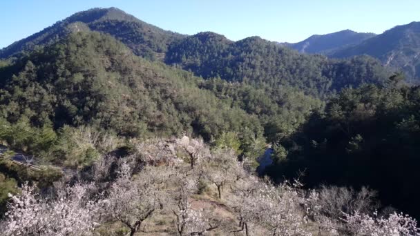 Serra Espad自然公園の岩の間に灰色のトカゲスペイン — ストック動画