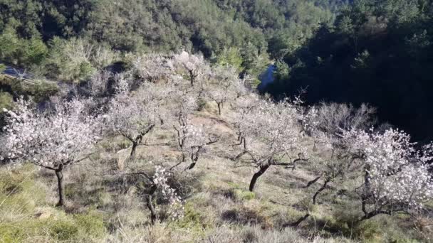 Lézard Gris Entre Les Rochers Parc Naturel Serra Espad Espagne — Video