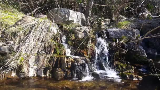 Grå Ödla Mellan Klipporna Serra Espad Naturpark Spanien — Stockvideo