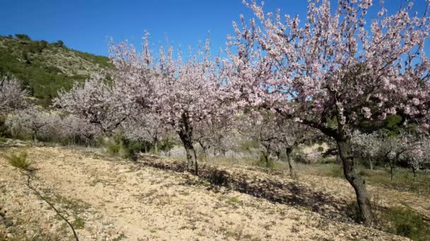 Kwitnące Drzewa Owocowe Sierra Calderona Park Naturalny Hiszpania — Wideo stockowe