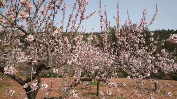 Blommande Fruktträd Sierra Calderona Naturpark Spanien — Stockvideo