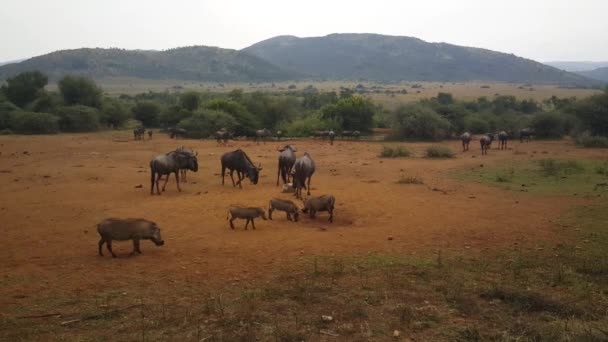 南アフリカ共和国のピラセンバーグ国立公園にあるWarthog Wildebest — ストック動画