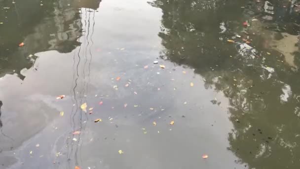 Polluted River Bangkok Thailand — Stock Video