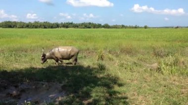 Myanmar, Burma, Asya 'da ot yiyen Islak Su Bufaloları