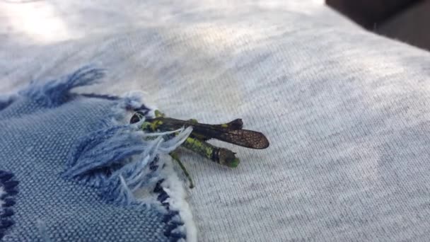 Grasshopper Fabric Asia — стокове відео