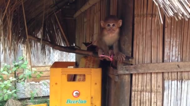 Baby Aap Gevangenschap Laos — Stockvideo