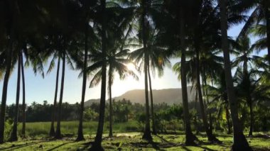 Anda Bohol 'un kırsalındaki Palmtrees' ten geçen güneş ışığı Filipinler