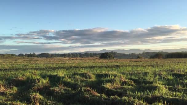 Fåglar Morgonen Jordbruksmark Angat Bulacan Filippinerna — Stockvideo