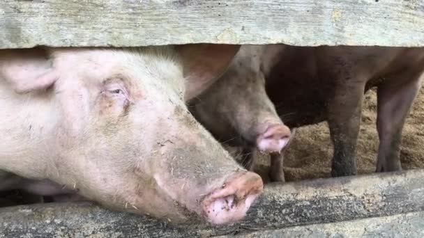 Две Любопытные Свиньи Ферме Филиппинах — стоковое видео