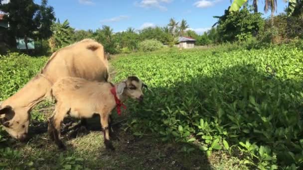 Filipinler Bohol Daki Balicasag Adası Nda Anne Yavru Keçi — Stok video