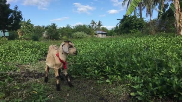 Baby Goat Balicasag Island Bohol Philippines — Stock Video