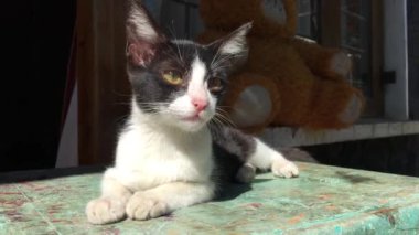 Genç siyah ve beyaz kedi Sri Lanka 'da miyavlıyor