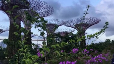 Singapur Körfezi 'ndeki Gardens' taki Supertree Grove.