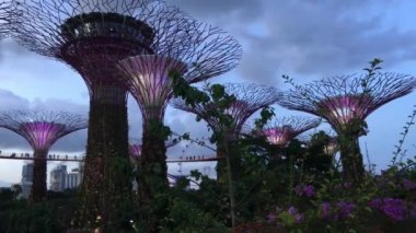 Singapur Körfezi 'ndeki Gardens' ta mor ışıklı Supertree Grove.