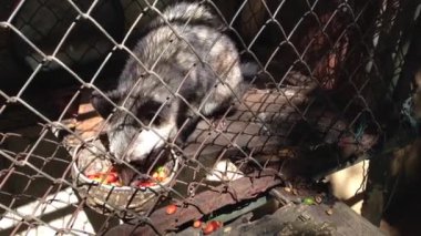 Pahalı kahve için kahve çekirdekleri yiyen vahşi kedi.