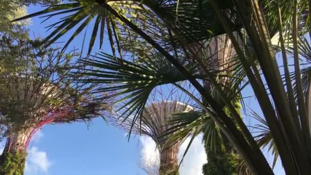 Supertree Grove Gardens Bay Singapour — Video