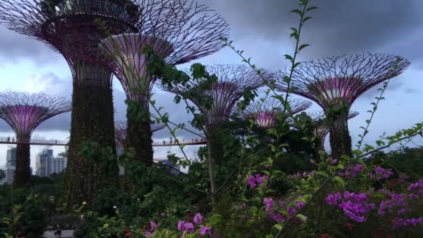 Supertree Grove Avec Des Lumières Violettes Gardens Bay Singapour — Video