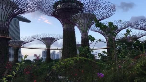 Supertree Grove Jardins Perto Baía Singapura — Vídeo de Stock