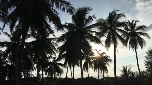 斯里兰卡阿鲁甘湾日落时的棕榈树 — 图库视频影像