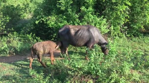 Búfalo Agua Madre Bebé Parque Nacional Udawalawe Sri Lanka — Vídeo de stock