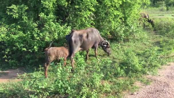 Búfalo Mãe Bebê Parque Nacional Udawalawe Sri Lanka — Vídeo de Stock