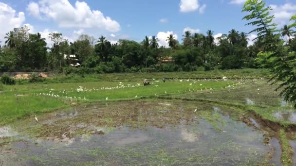 Farmer Working Paddy Field Surrounded Egrets Sri Lanka — Stock Video