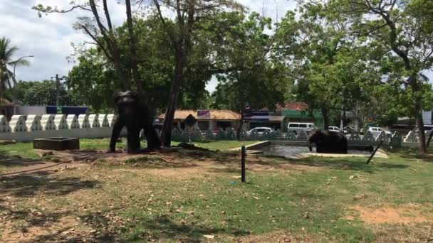 Elefantes Cautivos Templo Dondra Sri Lanka — Vídeos de Stock